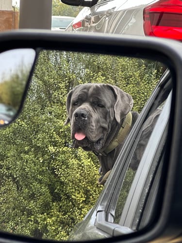 Customer photo review of Metal-Buckle Tactical K9 Dog Collar With Hook & Loop Panel & Top Handle