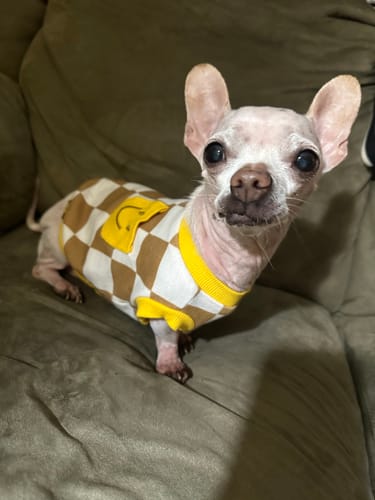 Customer photo review of Dog Cotton Smiley Tee