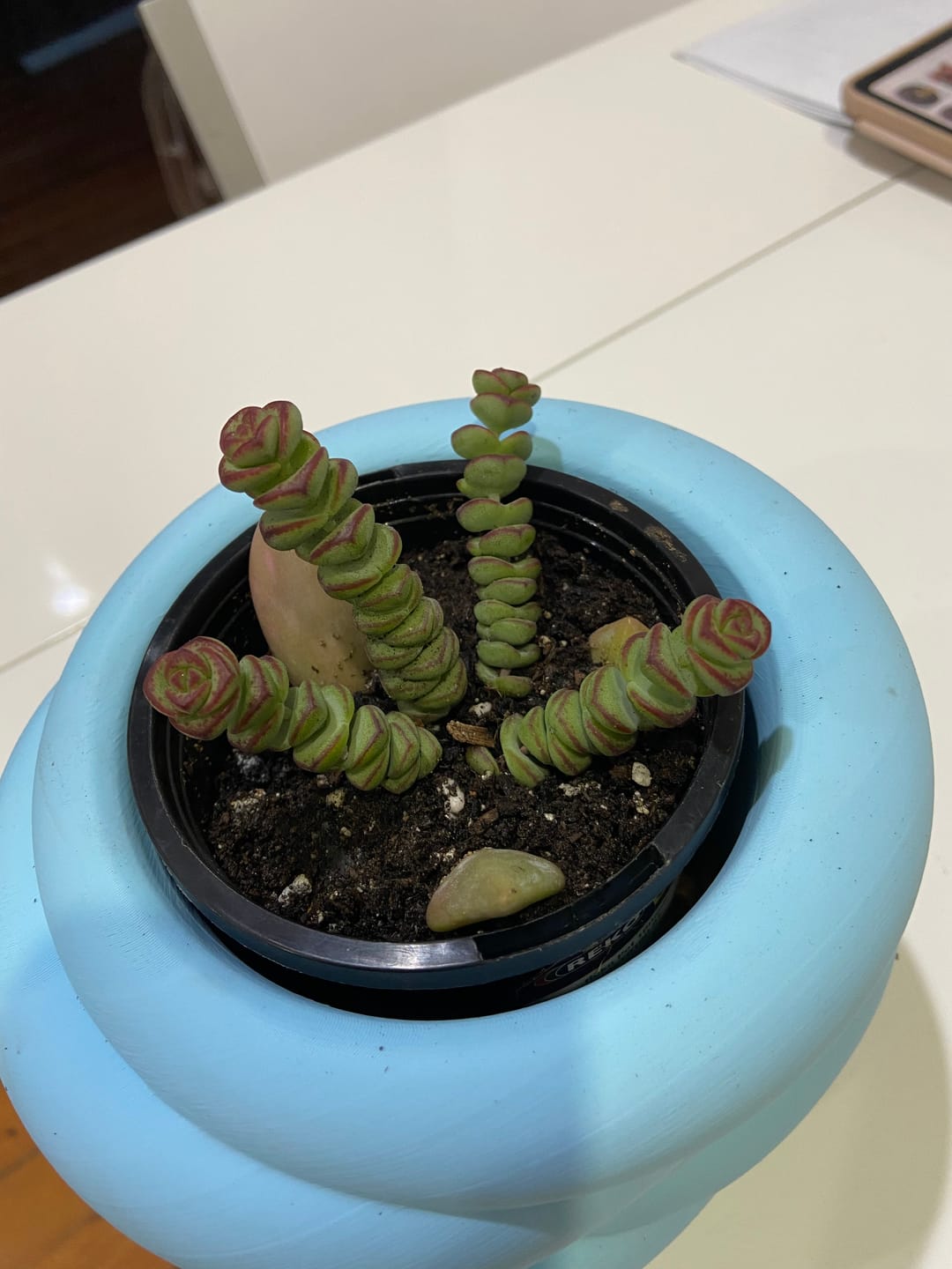 Customer photo review of Crassula capitella ssp thyrsiflora variegated