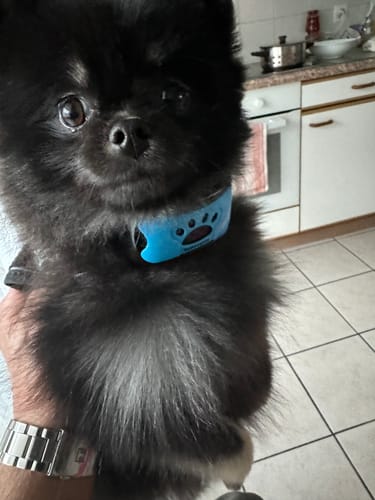 Customer photo review of Collier Anti Aboiement PuppySafe