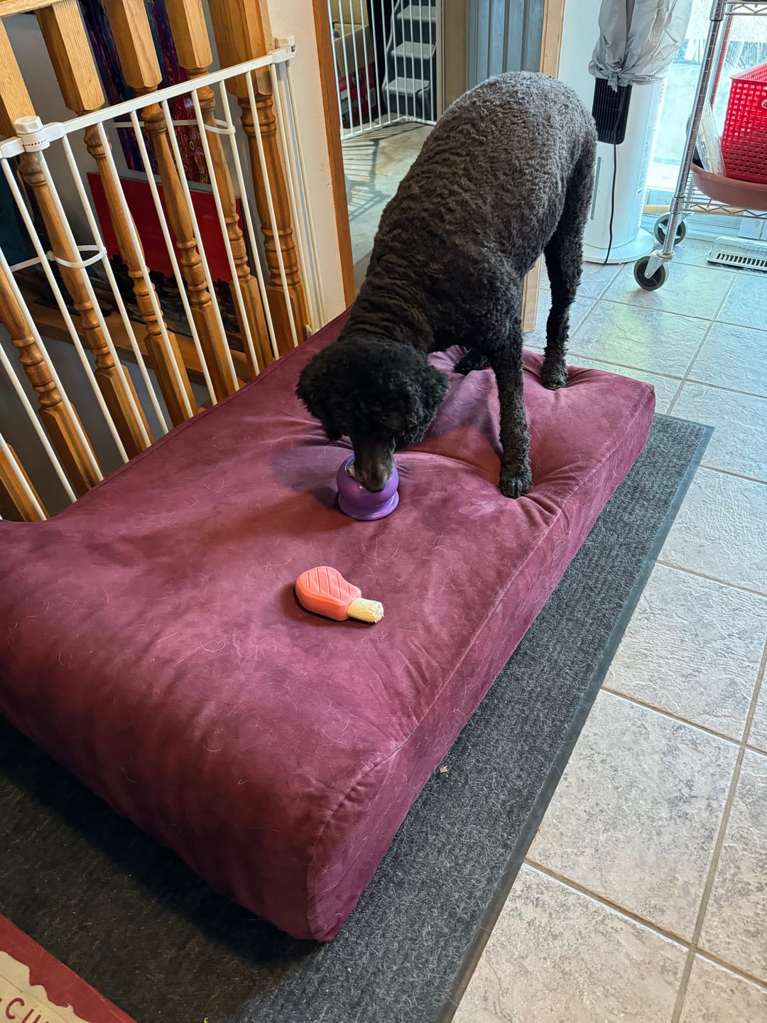 Customer photo review of Bone Refills Dog Meat 90 Grams (4 Pack)®