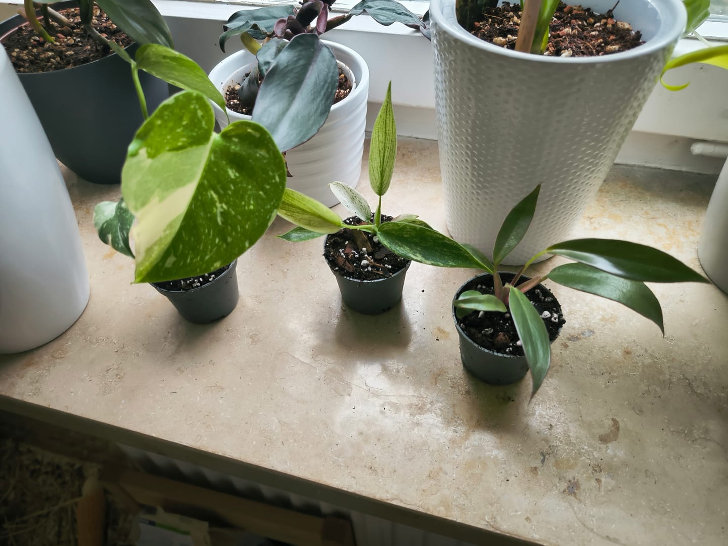 Customer photo review of MONSTERA THAI CONSTELLATION