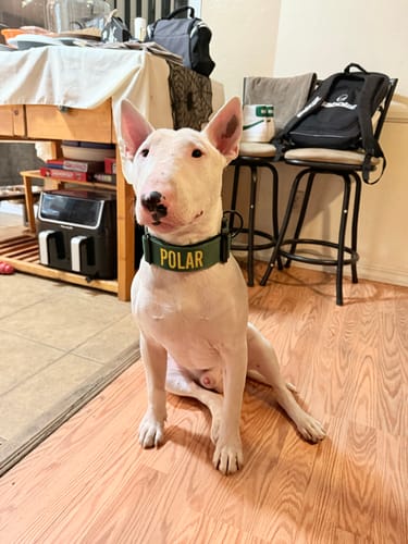 Customer photo review of Green Bully Proof Collar