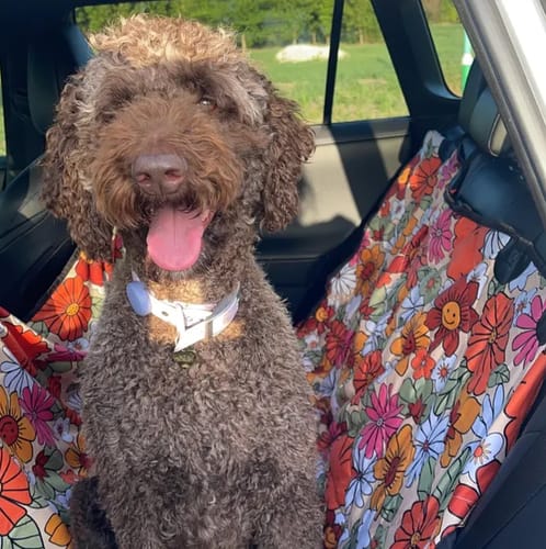 Customer photo review of Hippie Flower Power Dog Car Seat Covers