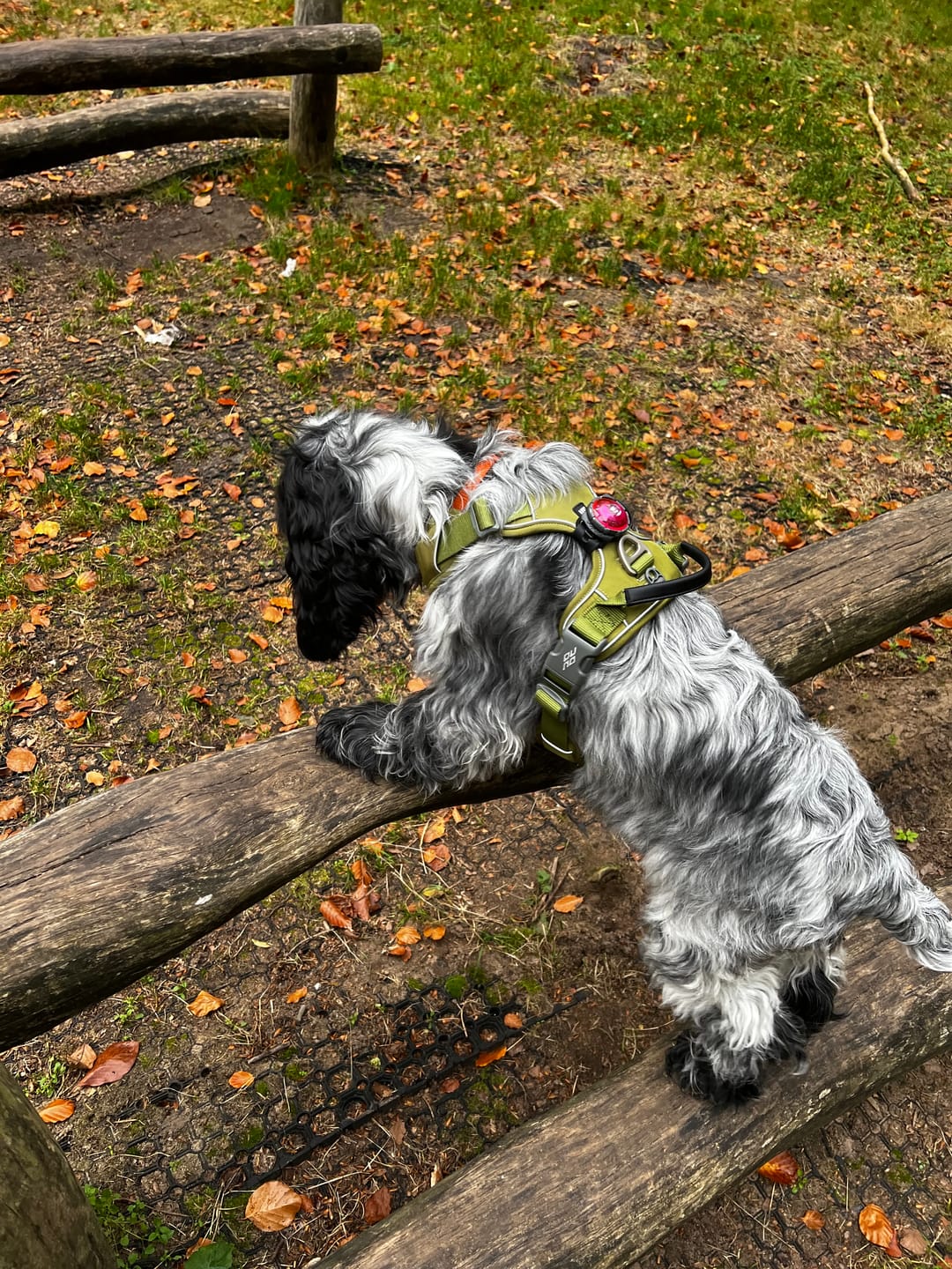 Customer photo review of PRO Comfort Walk Sele (grøn)