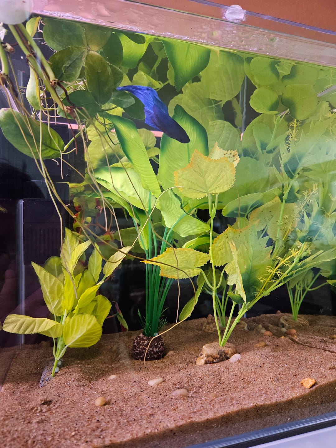 Customer photo review of Shark PRO NANO