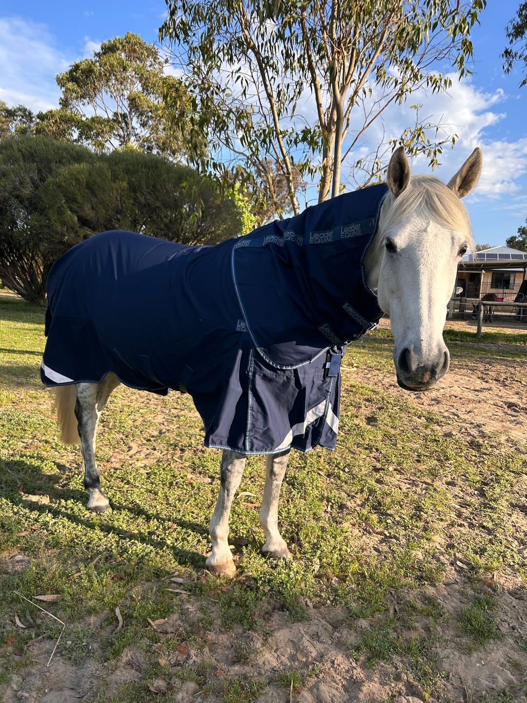 Customer photo review of LE Fieldsafe Universal Cotton Sheet