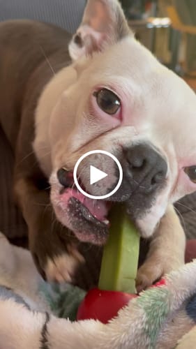 Customer video review of MIX FLAVORED (strawberry, banana, mint, & blueberry): A PACK OF 4 STICKS