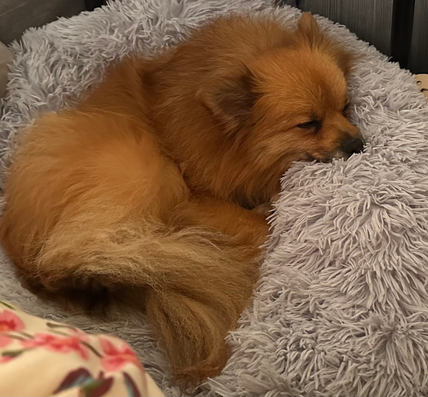 Customer photo review of Spare Calming Dog Bed Cover