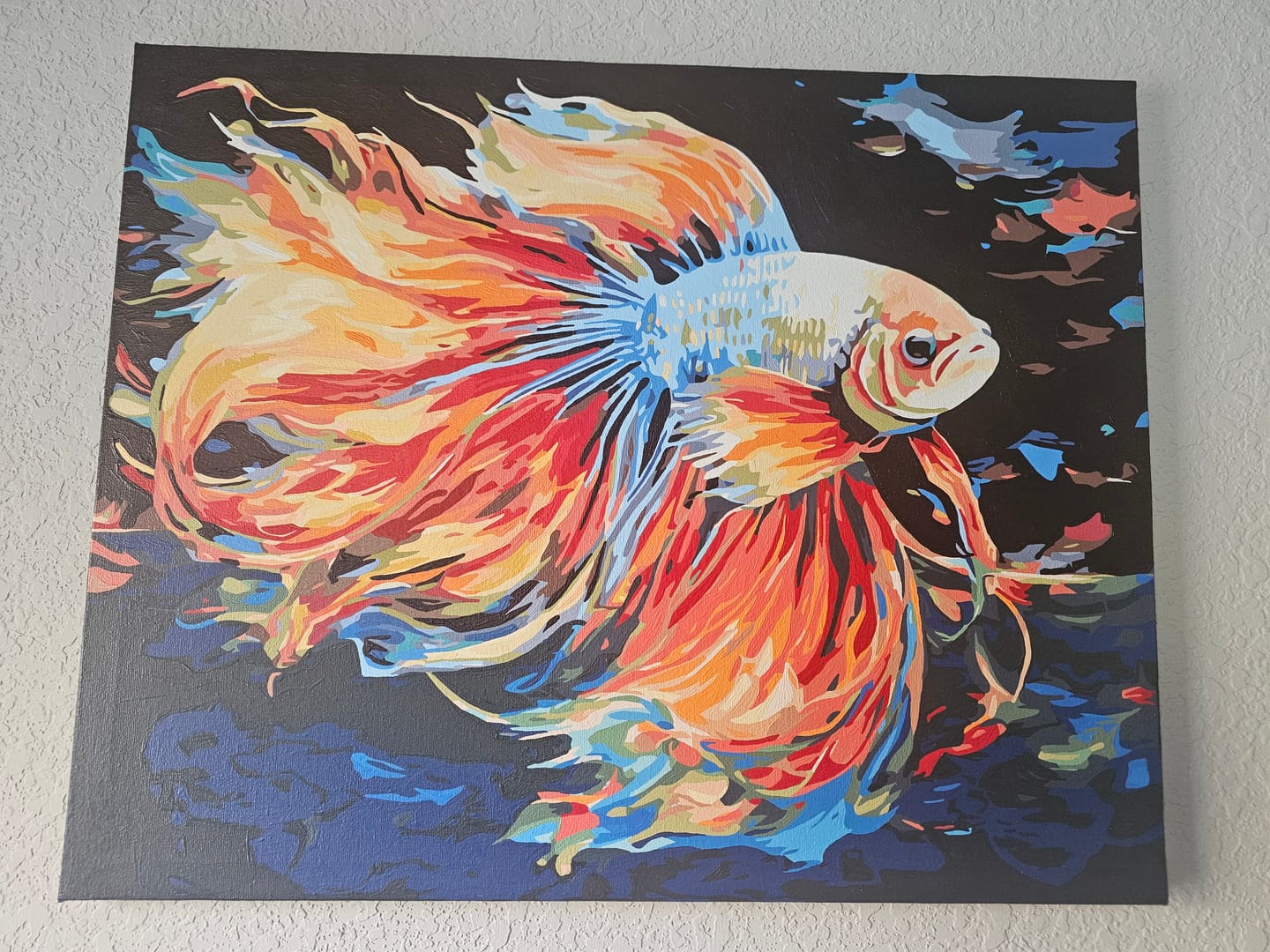 Customer photo review of Rainbow Beta Fish