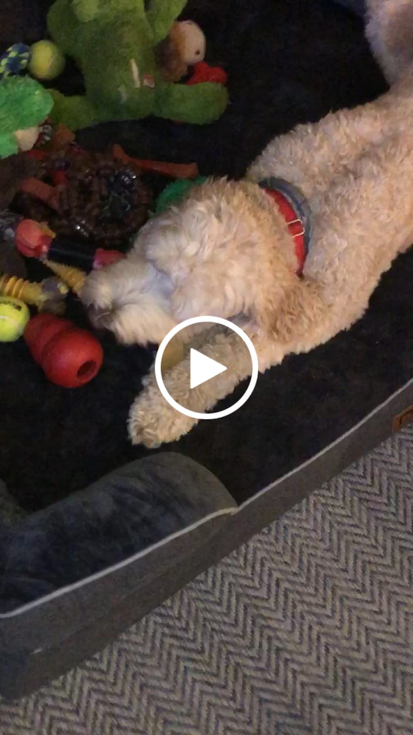 Customer video review of Himalayan Yak Chew (LARGE)