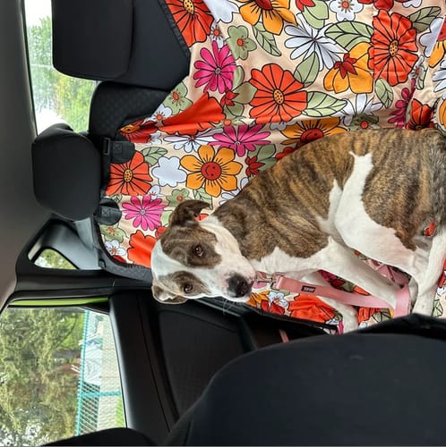 Customer photo review of Hippie Flower Power Dog Car Seat Covers