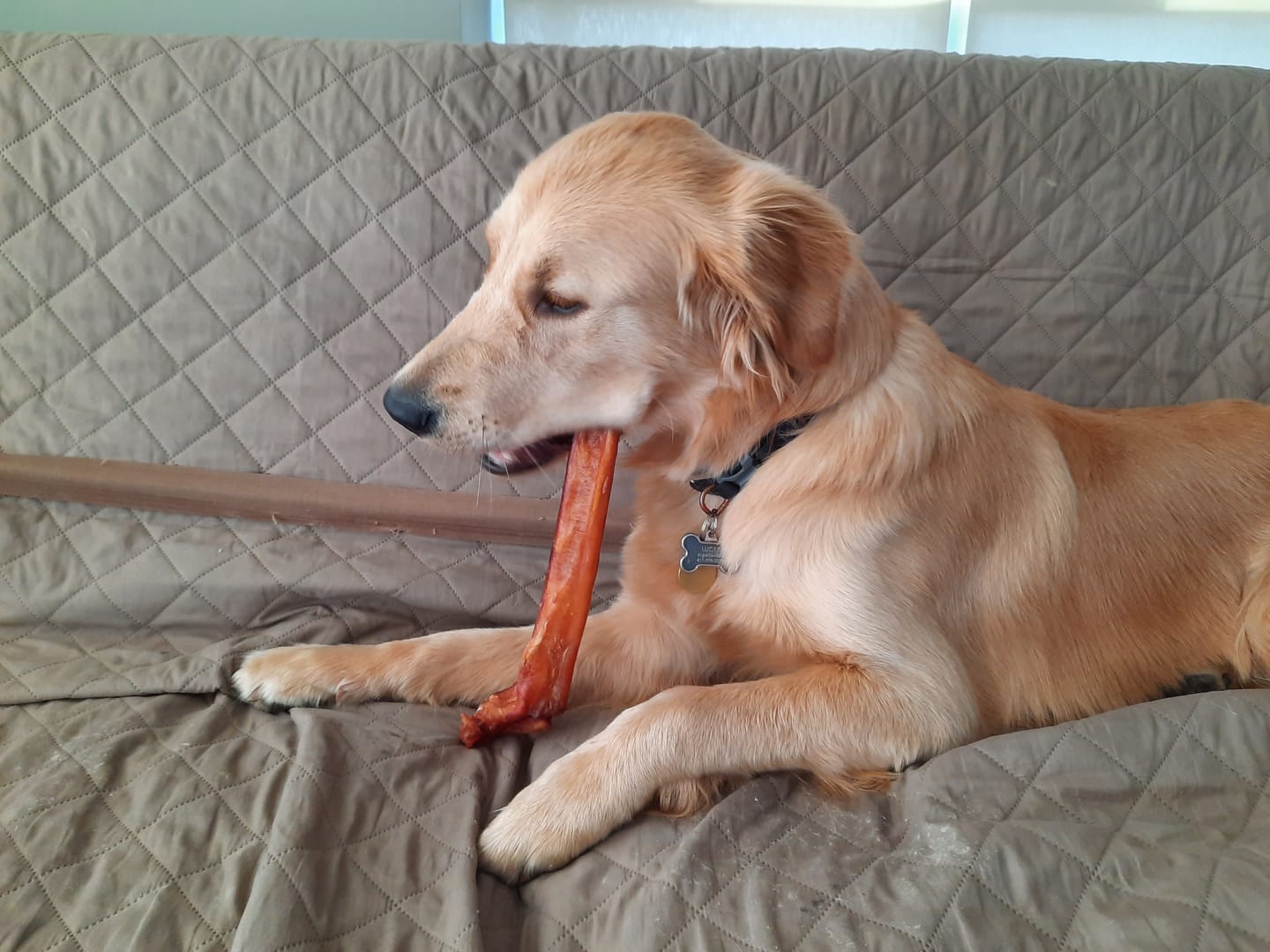 Customer photo review of 12 Inch Mega Monster Bully Stick (LIMITED)