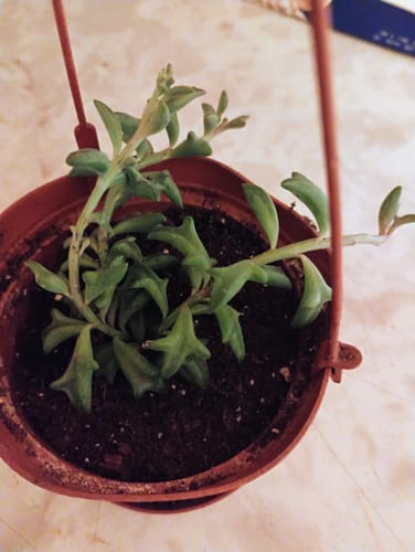 Customer photo review of String of Dolphins | Senecio peregrinus