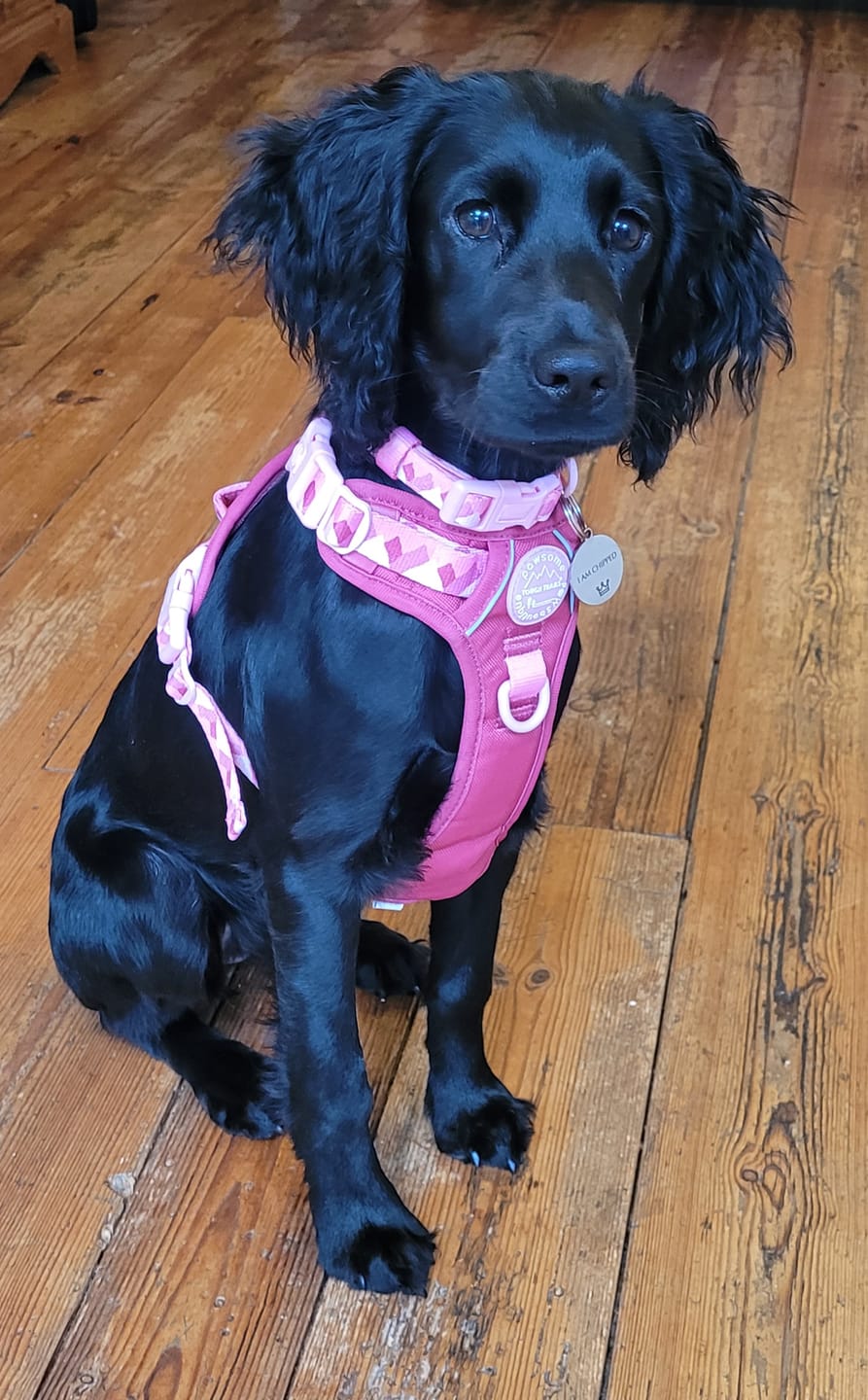Customer photo review of Tough Trails™ Harness - Walkies Ready® Raspberry Pink