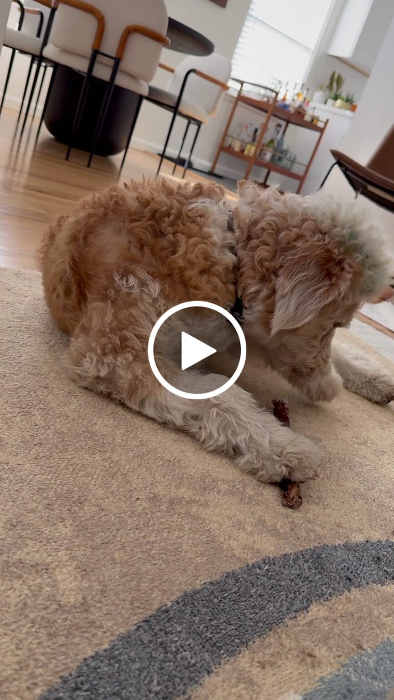 Customer video review of 12-INCH BRAIDED BULLY STICKS