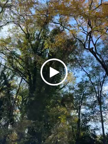 Customer video review of 008 Micro Bikini Top - Periwinkle