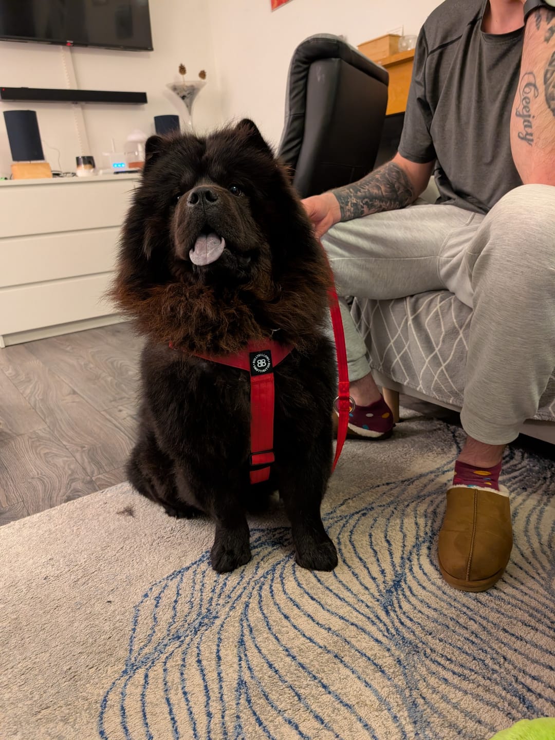Customer photo review of Training Anti Pull TRI-Harness® | M-XL Breeds - Red