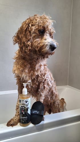 Customer photo review of One in a Million Dog Shampoo
