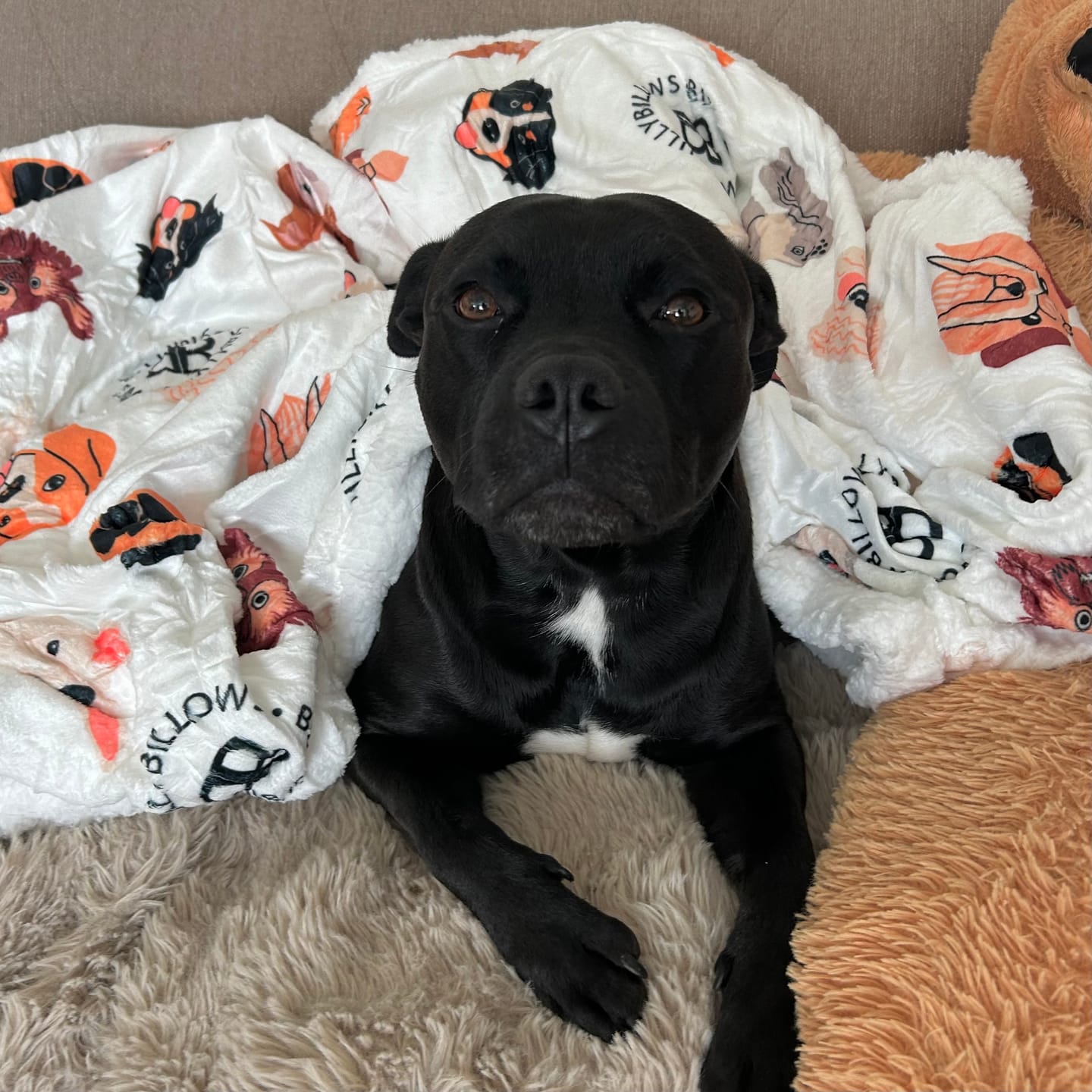 Customer photo review of Luxury Dog & Human Blanket