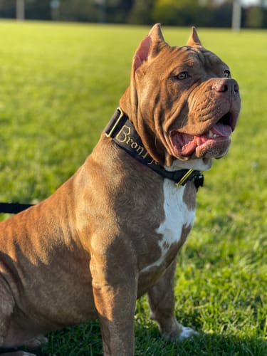 Customer photo review of Tacti Dog Leash - Black