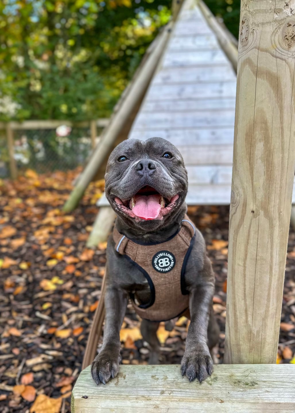 Customer photo review of Premium Comfort Herringbone Harness | Non Restrictive - Classic Tan