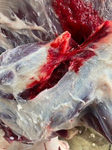 Customer photo review of Beast Broadheads (2-Pack + Practice Tip)