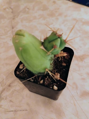 Customer photo review of Penis Cactus | Short Form | Trichocereus bridgesii monstrose
