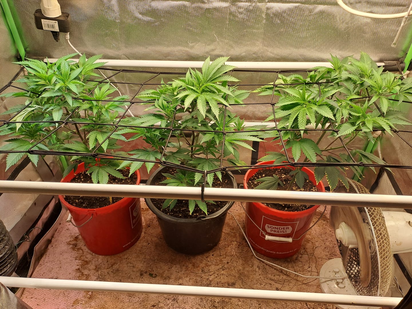 Customer photo review of Hanfsteckling | Gorilla Zkittlez