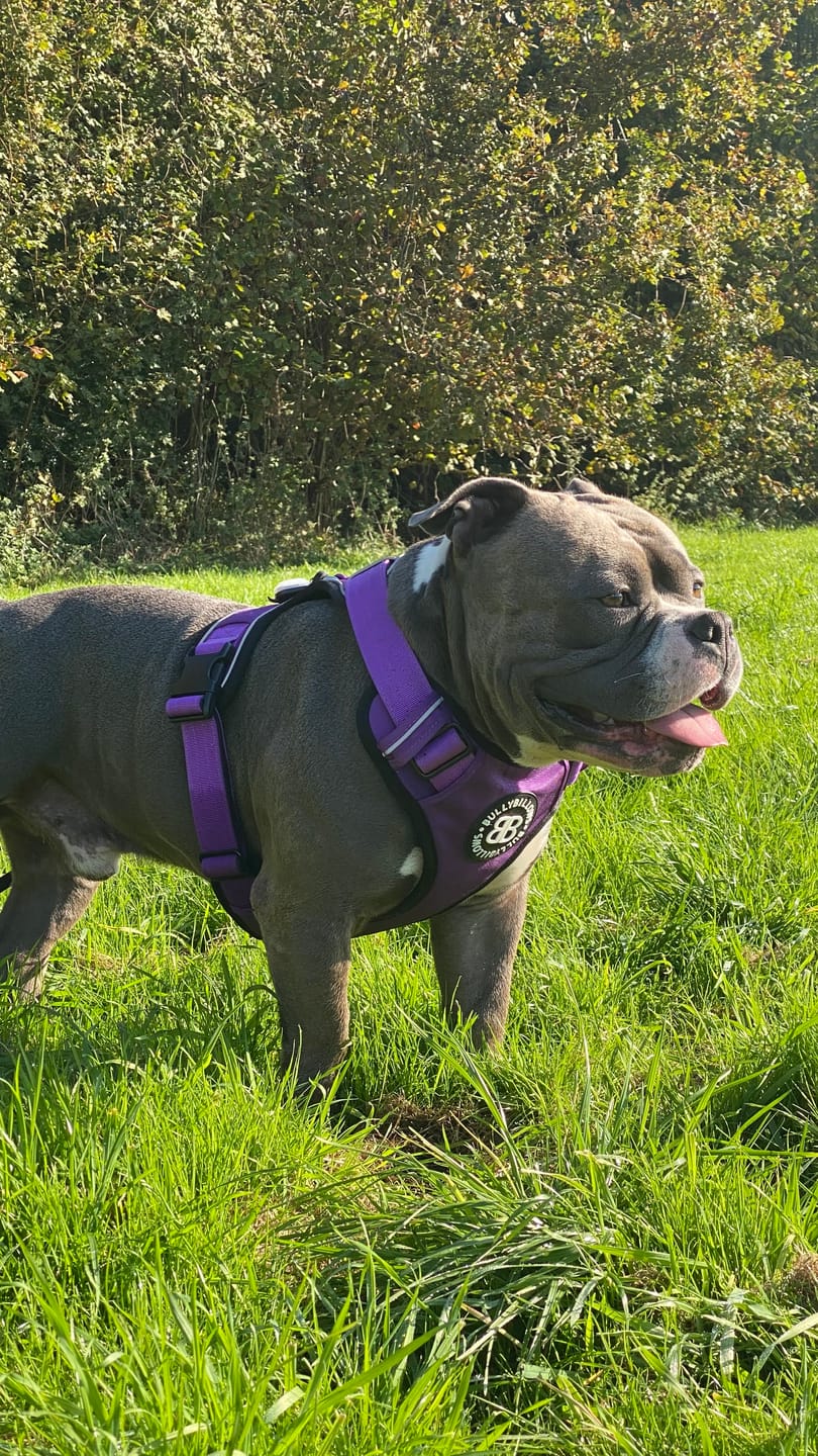 Customer photo review of Premium Comfort Harness | Non Restrictive & Adjustable - Purple