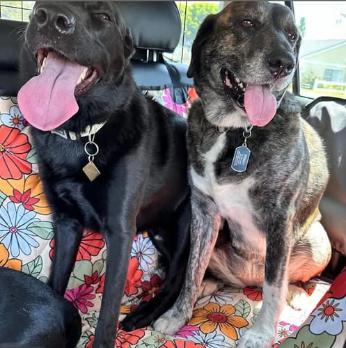 Customer photo review of Hippie Flower Power Dog Car Seat Covers