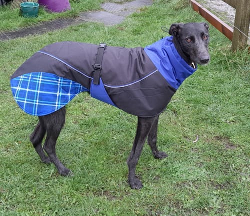 Customer photo review of Felton - Sighthound Coat with Underbelly and Harness Hole