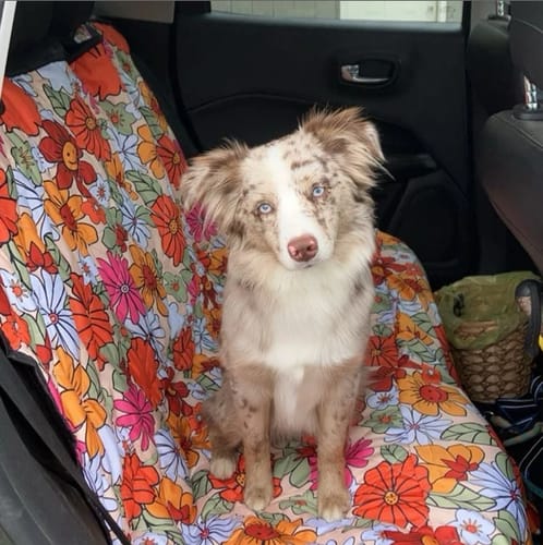 Customer photo review of Hippie Flower Power Dog Car Seat Covers