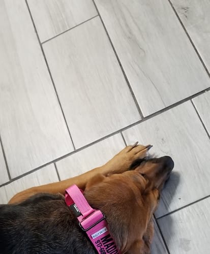 Customer photo review of Pink Bully Proof Collar
