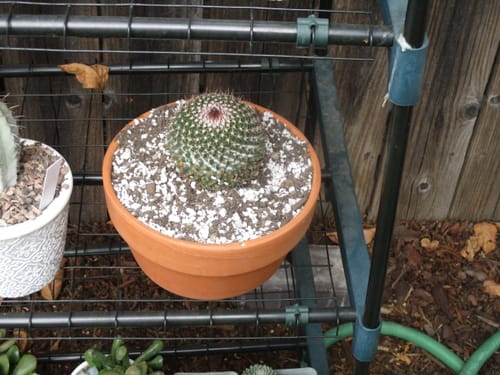 Customer photo review of Owl Eye Cactus | Mammillaria parkinsonii