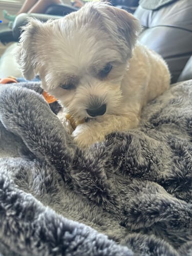 Customer photo review of TRADITIONAL HIMALAYAN YAK CHEWS | ALL SIZES