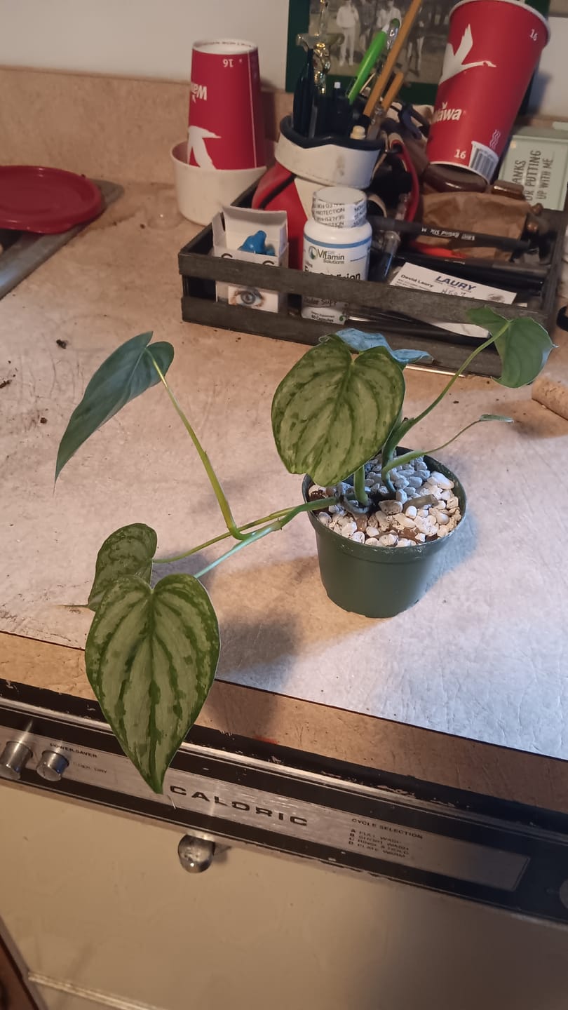 Customer photo review of Philodendron brandtianum