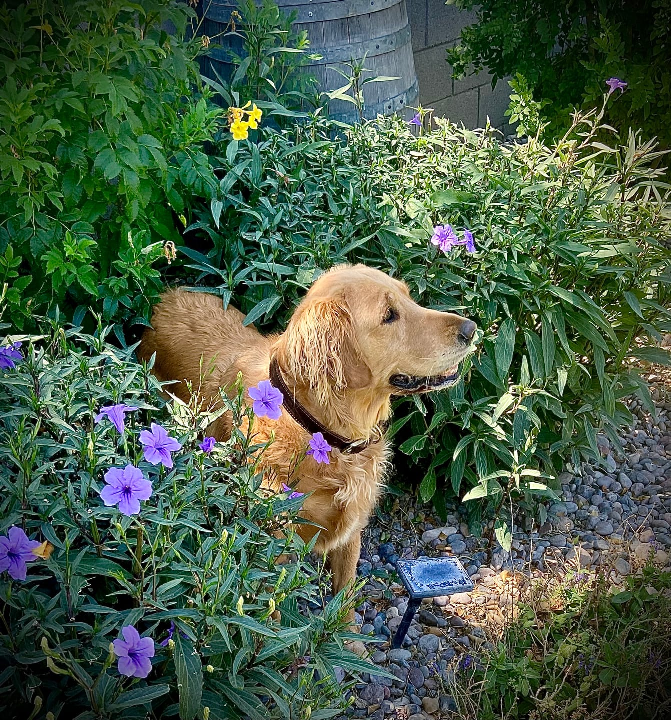 Customer photo review of Doggie Greens