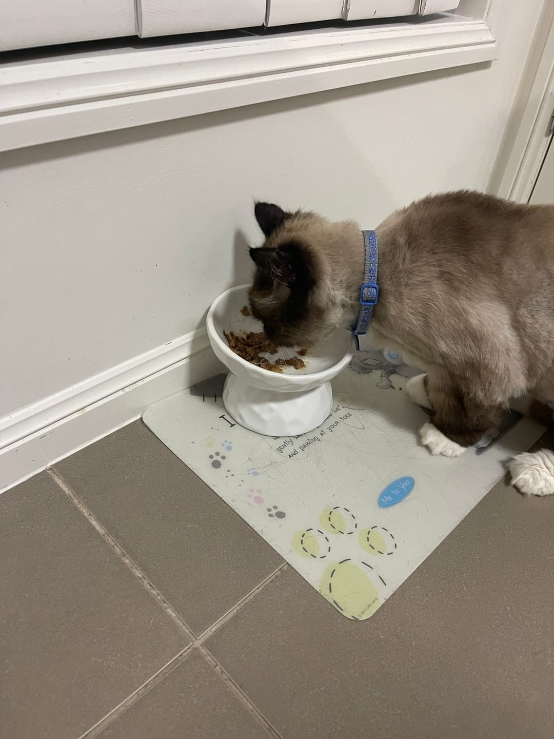 Customer photo review of Tilting Ceramic Cat Bowls With Uneven Texture
