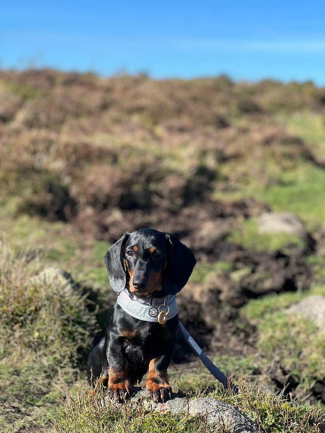 Customer photo review of Boomerang Harness - XS-M Breeds - Grey