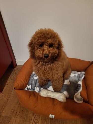 Customer photo review of Divanetto Mattias Caramello (Soft Touch)