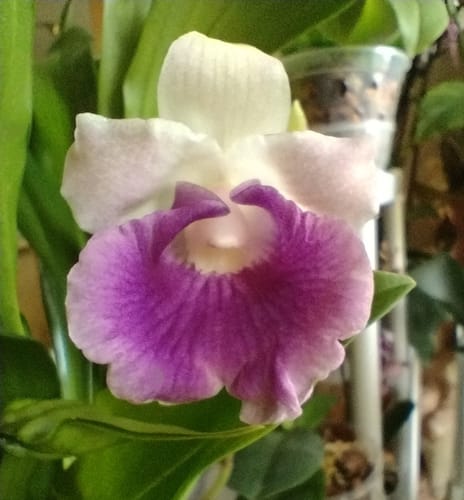 Customer photo review of Cochleanthes mit blau-violetter Blüte