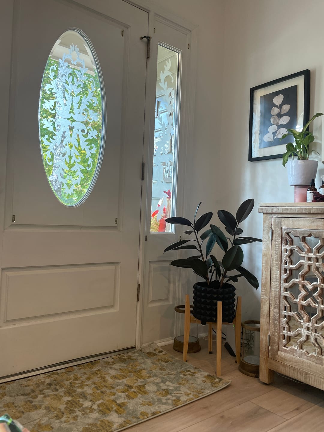 Customer photo review of Ficus Burgundy Bush, Rubber Tree