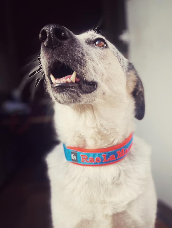 Customer photo review of Neoprene Half-Check Dog Collar with Name - M | 4Kyon