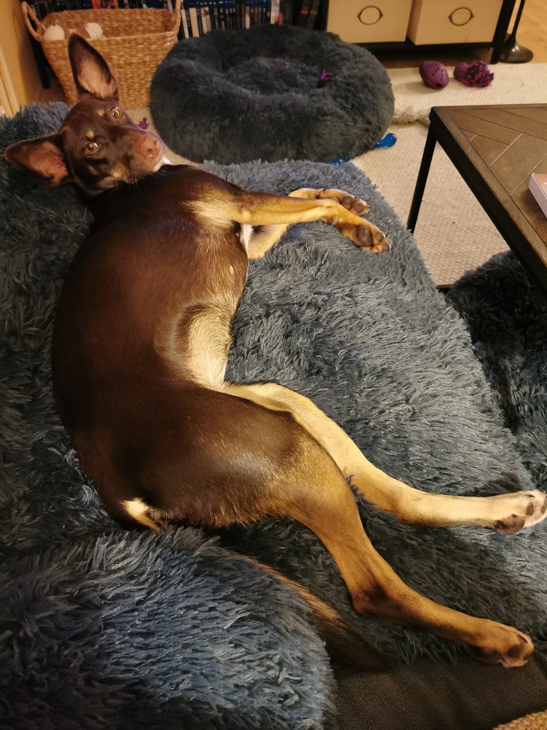 Customer photo review of CalmCouch - Motverkar ångest & skyddar din soffa