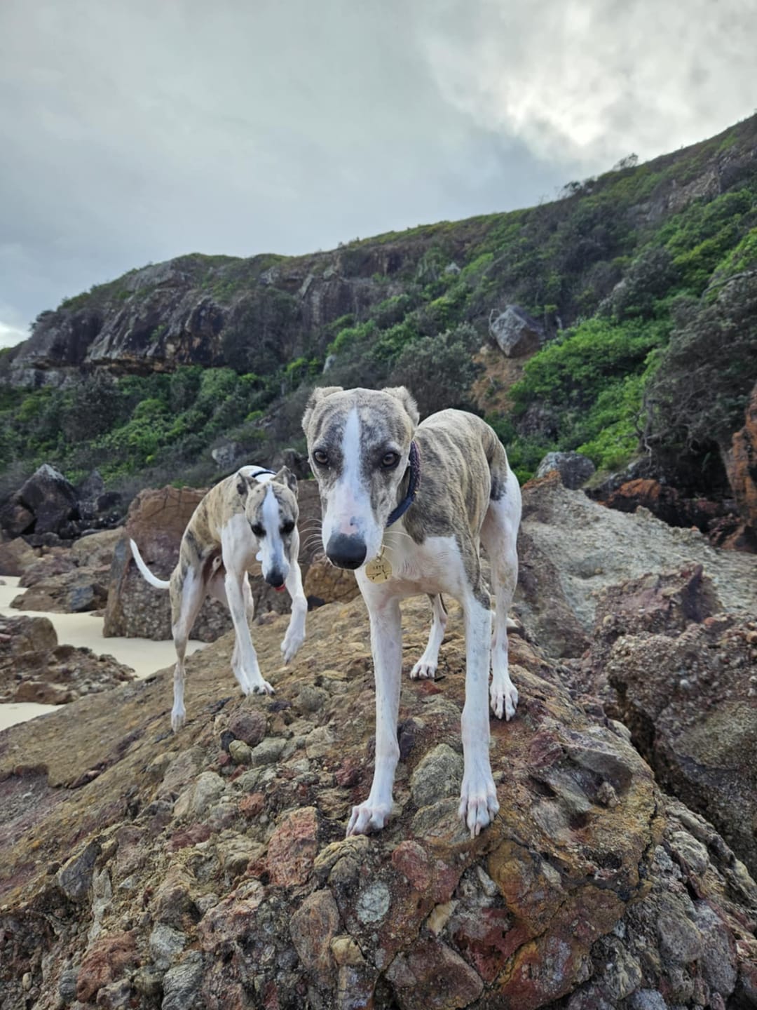 Customer photo review of PRIMAL WILD PROTEIN - Raw Superfood Mix for Dogs