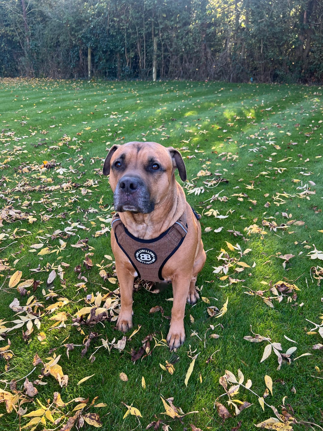 Customer photo review of Premium Comfort Herringbone Harness | Non Restrictive - Classic Tan