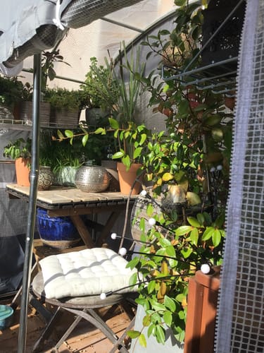 Customer photo review of Überwinterungszelt "Patioflora 80" für Pflanzen L 183 x B 83 x H 173 cm