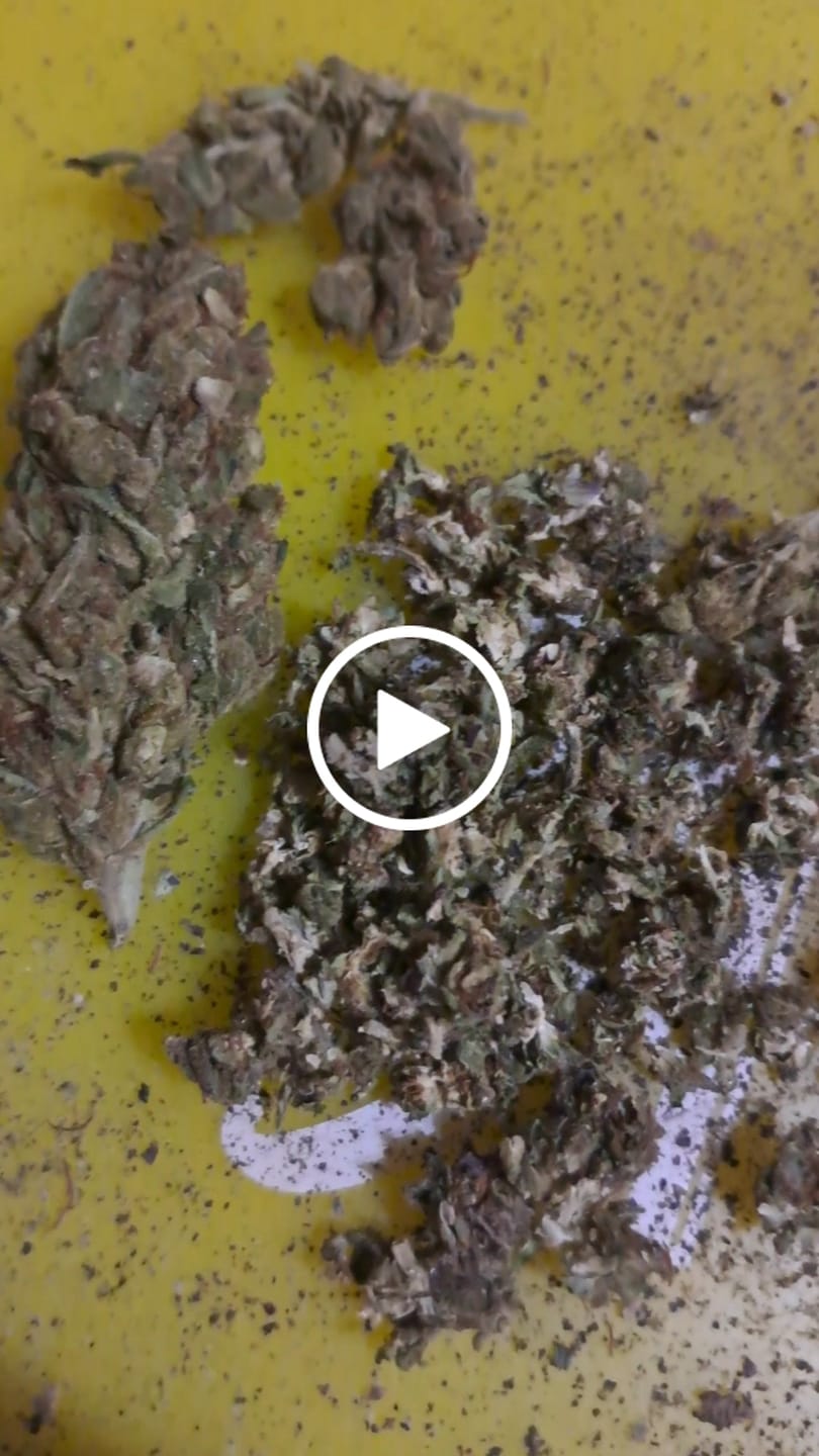 Customer video review of Greenhouse Flower
