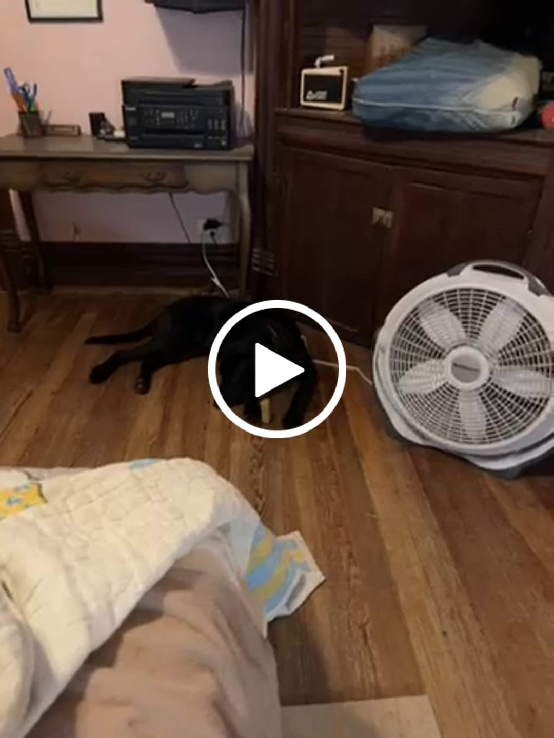 Customer video review of Himalayan Yak Cheese Chew Dog Treat